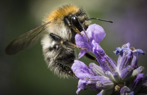 Bienen und ein leerer Supermarkt