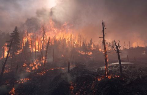 Die australischen Buschfeuer und die Suche nach der Ursache